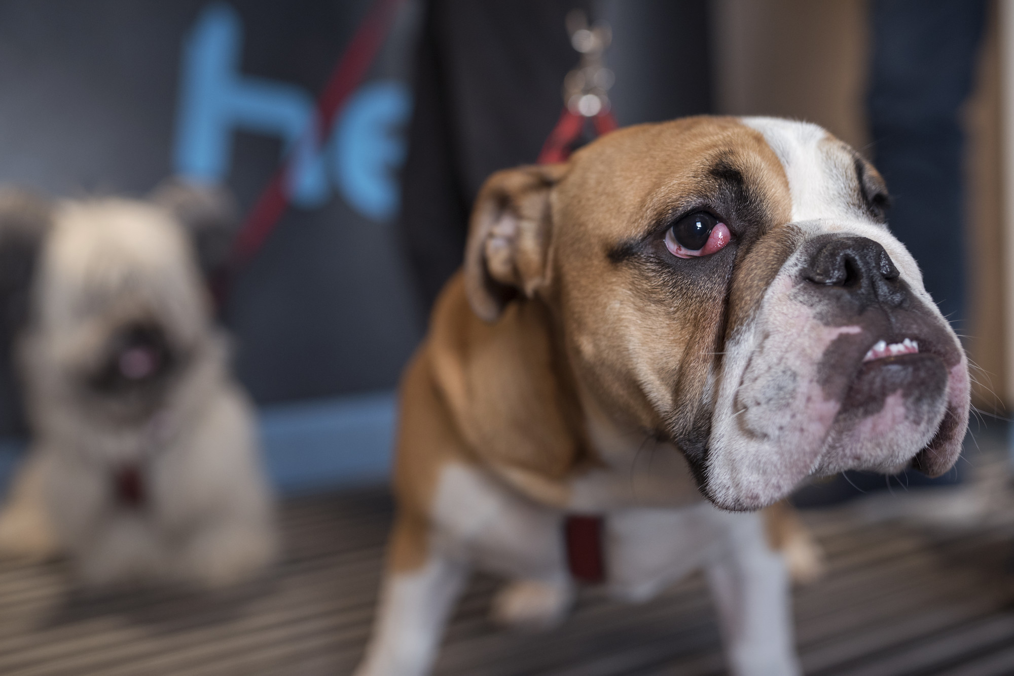 Cherry Eye in Dogs Blue Cross